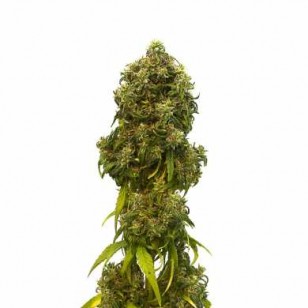 KANNABIA SWISS DREAM CBD AUTOFLOWER SAMEN 10 STK.